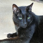 Kit Kat in the sun on the back porch.