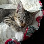 Molly asleep in bed.