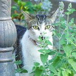 Pearl in the Catnip